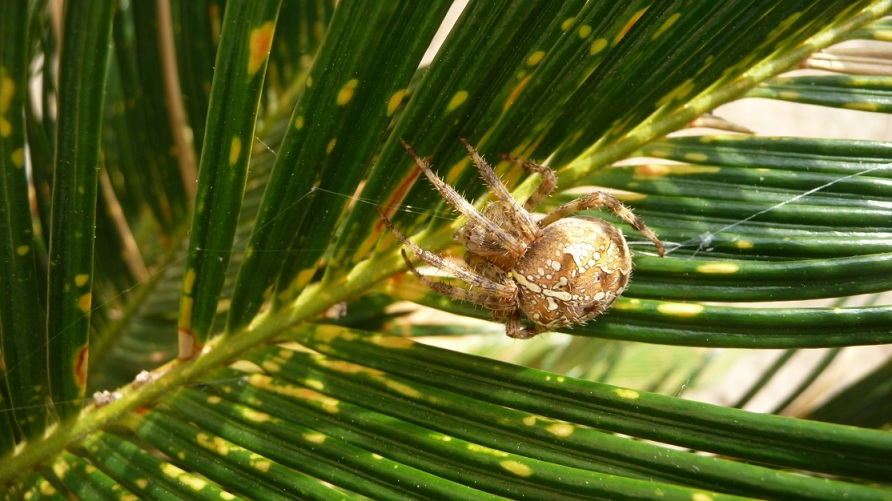 Araneus diadematus